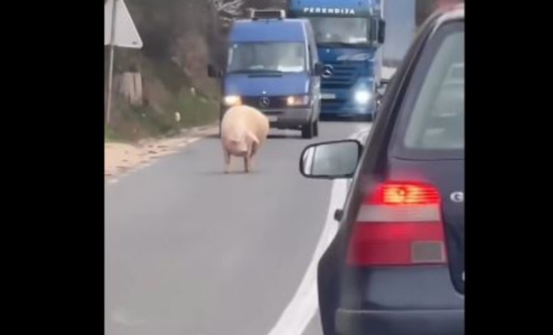 Internet uživa u apsurdu: Šok u ovom dijelu Srpske – svinja prošetala magistralom VIDEO