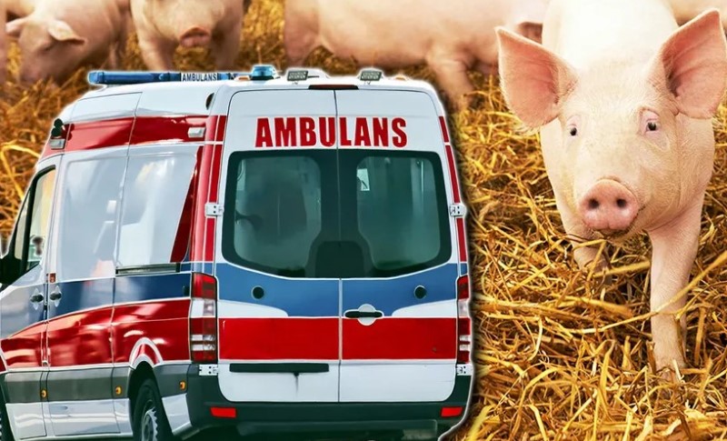 Svinjokolj pošao po zlu! Uzeo nož, životinja se trznula, a krv potekla – čovjeku nije bilo spasa