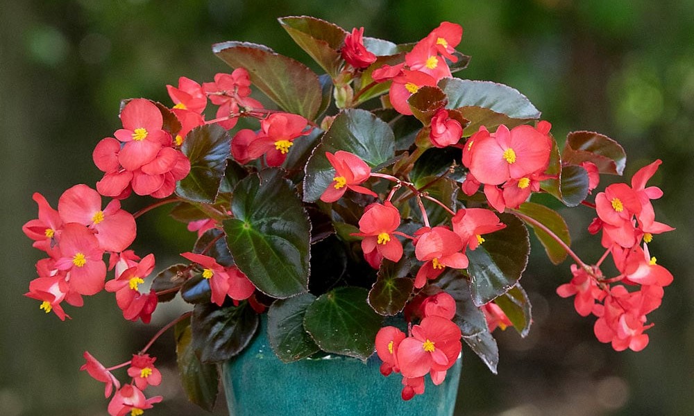 Privlači sreću i ljubav: Ovu biljku morate imati na terasi ili u dvorištu