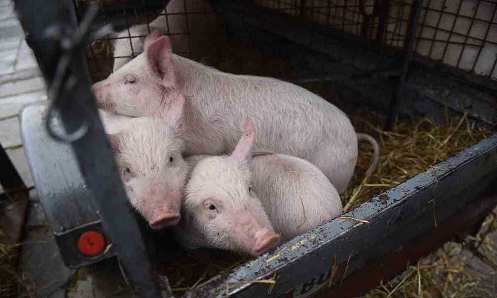 Kilogram prije dvije sedmice koštao nevjerovatnih 12 KM: Pogledajte na koliko je pala cijena prasića