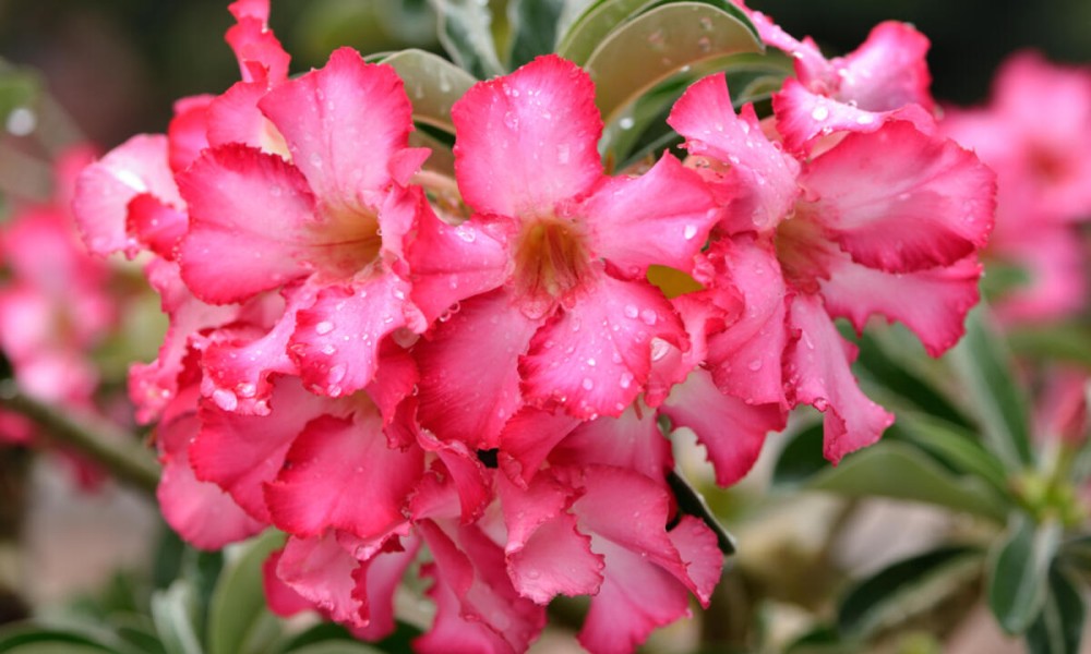 Cvijet jarkih boja: Pravo je vrijeme da zasadite najljepši ukras bašte