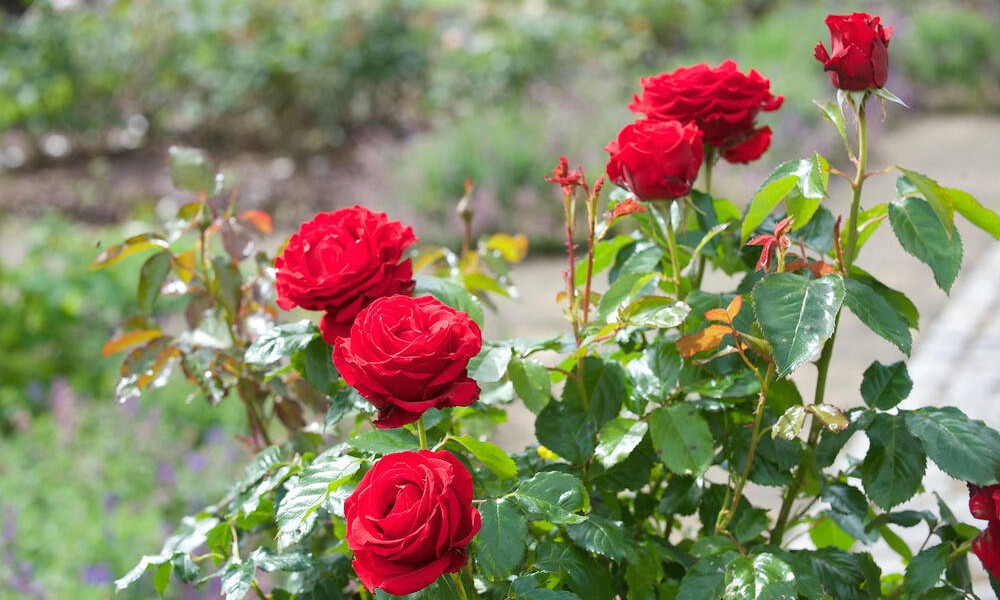 Posadite ih na drugoj lokaciji: Ove biljke nisu dobro društvo za ruže