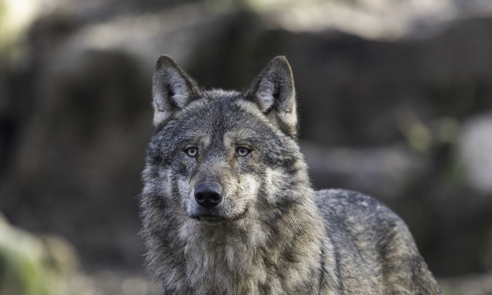 Nevjerovatan prizor: Vuk se uvukao u štalu i mirno ležao pored teladi VIDEO