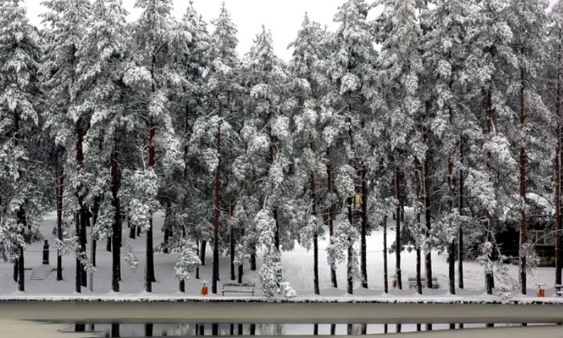 Iza bajke krije se tuga: Krdo divljih konja lutaju kroz snijeg gladni VIDEO