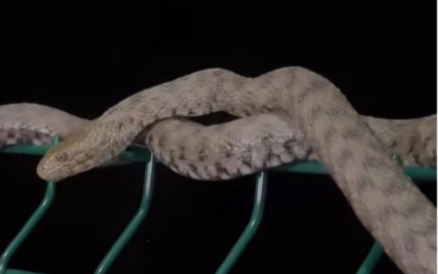 Kada se najčešće dešavaju ujedi? Ako naletite na zmiju – ovo nikako ne radite