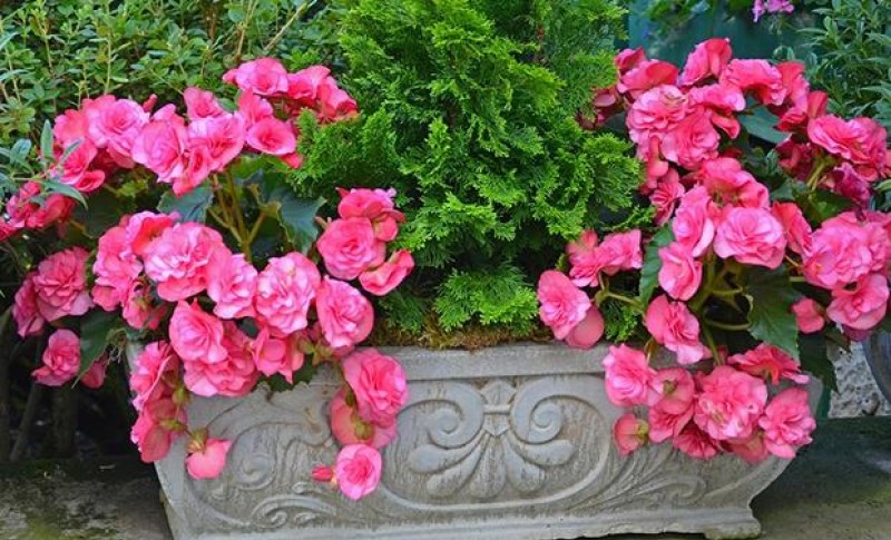 Vjeruje se da donosi sreću i radost u kuću: Svaka žena treba da gaji ovo cvijeće na terasi ili dvorištu