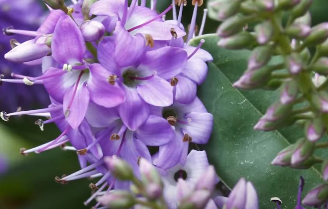 Neobično ali efikasno: Ove biljke možete zalijevati kafom