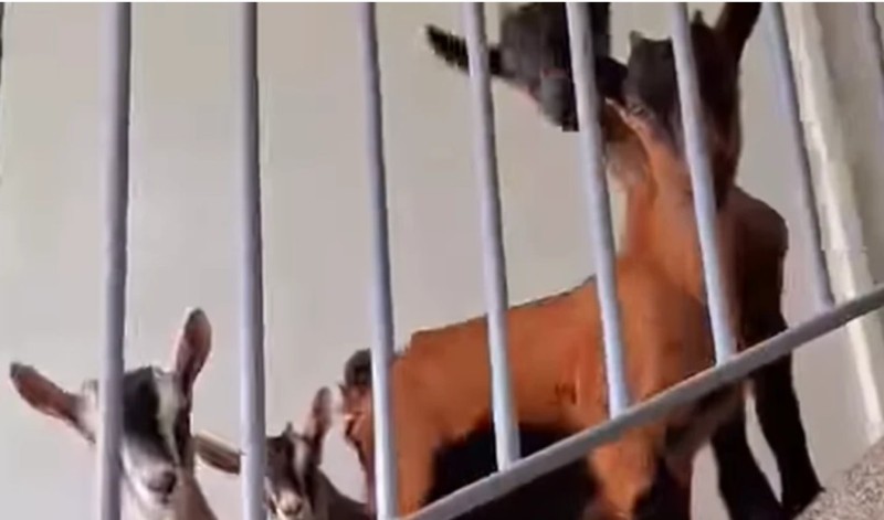 Nesvakidašnja scena: Četiri jareta dočekala stanovnike zgrade u stubištu VIDEO