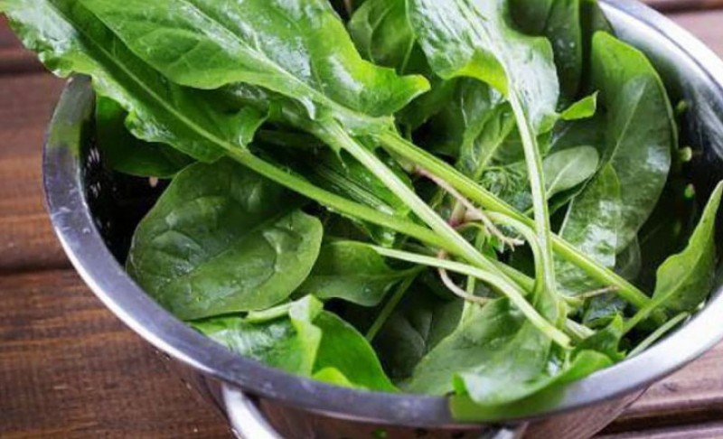 Da li ste probali? Naše bake su ovu biljku u proljeće brale po livadama – vraća snagu i popravlja probavu