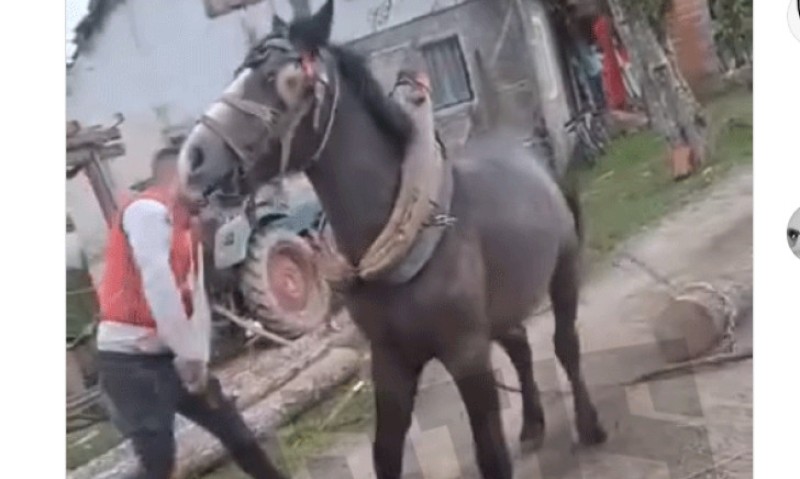 Nasilno ponašanje prema životinji: Identifikovane osobe koje su tukle konja u Prijedoru