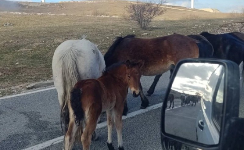 Konji na putu! Vozačima se savjetuje pojačan oprez u ovom dijelu BiH