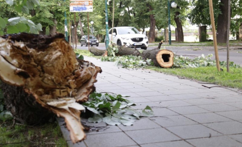Drvo palo i u parku u centru grada: Jak vjetar iščupao nekoliko stabala