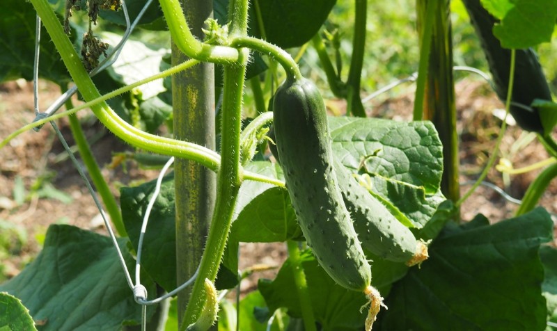 Jednostavan trik: Ako primjetite žute listove na krastavcima, spasite ih ovim prirodnim rastvorom