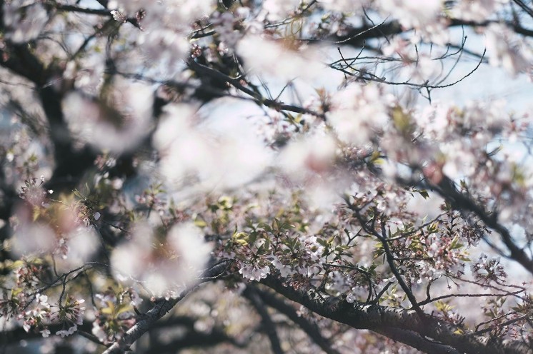“Mace” nisu alergeni: Mogu samo mehanički da zagolicaju nos
