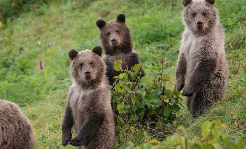 Stiglo zvanično upozorenje: Ova evropska zemlja najavljuje vanredno stanje zbog medvjeda
