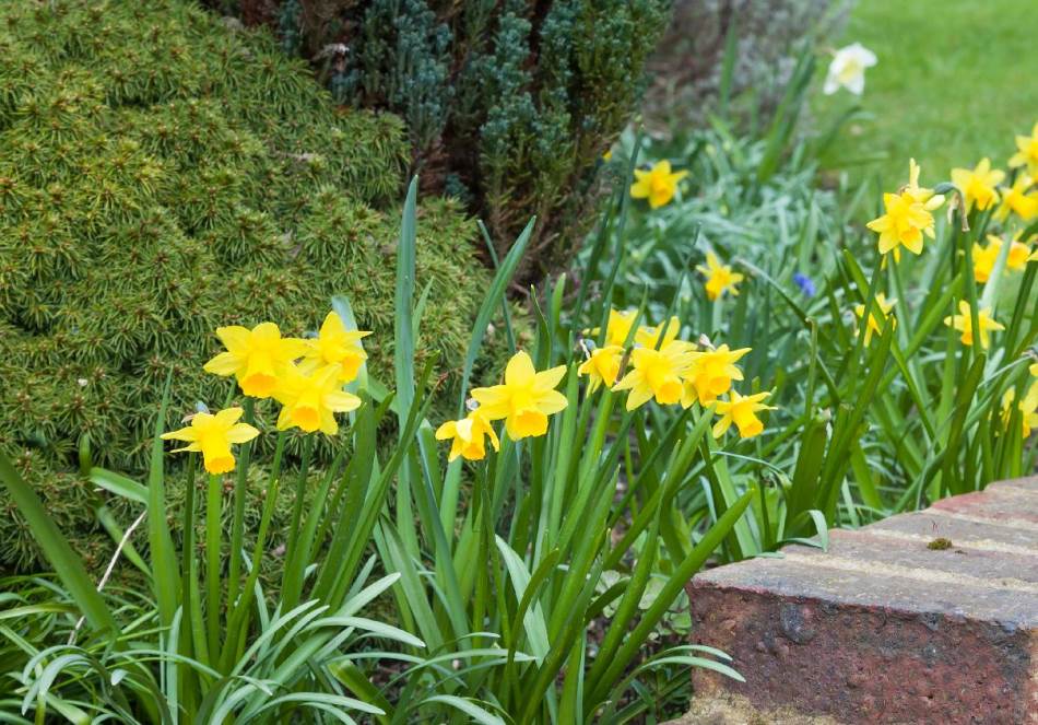 Ako imate narcise u dvorištu, ovo hitno uradite: Svi će vam zavidjeti na prelijepoj bašti punoj cvijeća