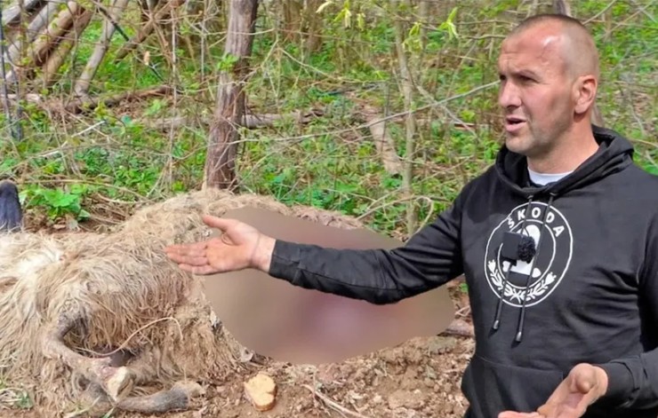 Medvjed poklao ovce domaćinima iz BiH: Dežuramo svaku noć VIDEO