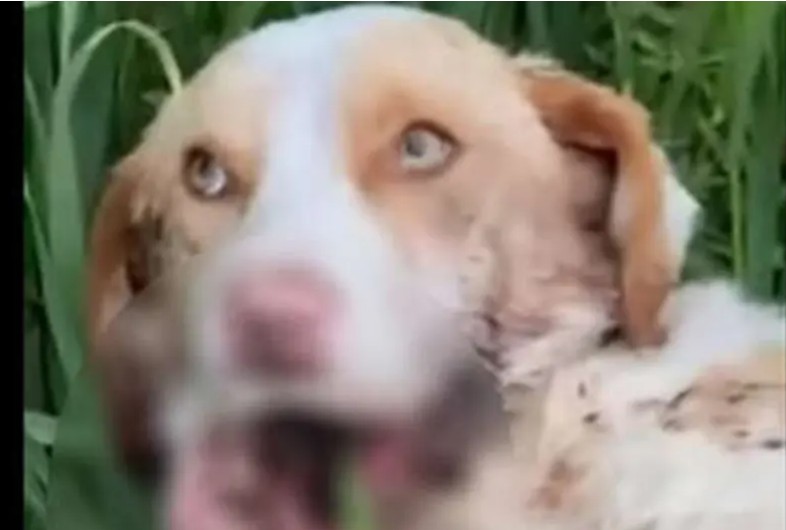 Detalji monstruoznog čina u Prijedoru: Pas operisan, bori se za život