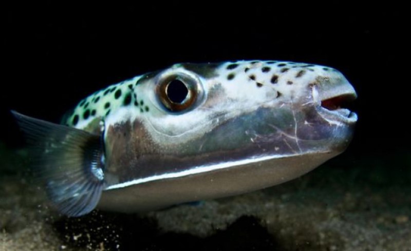 Otrovna riba stigla i do Jadrana! Širi se u moru i prije da ugrozi biodiverzitet