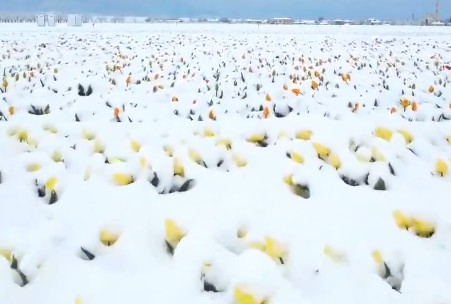 I priroda je zbunjena: Tulipani u Turskoj zatrpani snijegom VIDEO