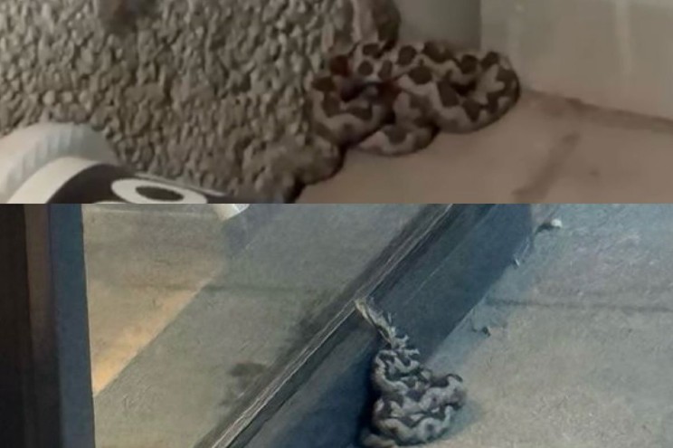 Stanari zgrade savladali najopasniju zmiju otrovnicu u Evropi: Niko ne zna odakle se pojavila VIDEO