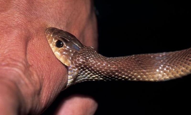 Zabrinjavajuće! Bolnice širom Srpske kubure sa serumom protiv zmijskog otrova