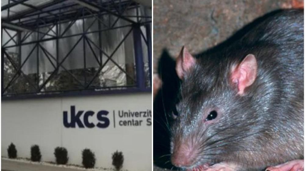 Zbog leptospiroze koju prenose glodari: Više od deset pacijenata u bolnici