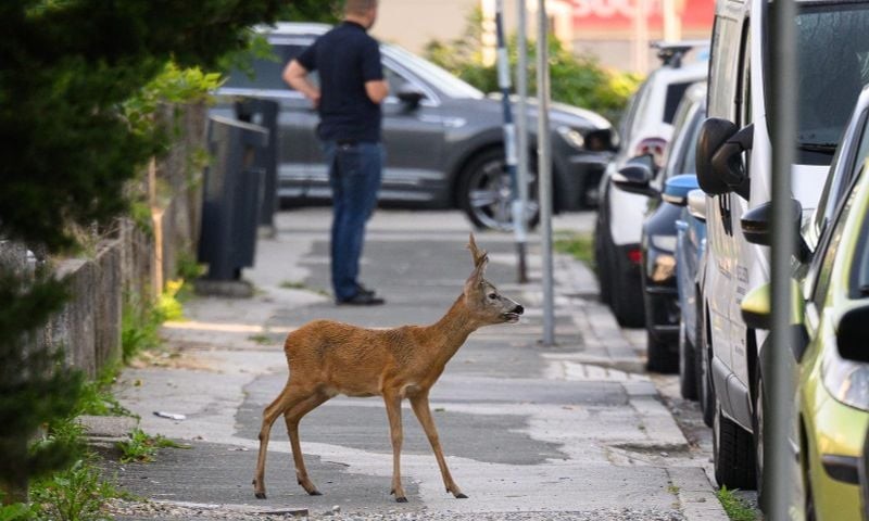 Zanimljiva situacija u Bijeljini: Srna zalutala u centar grada