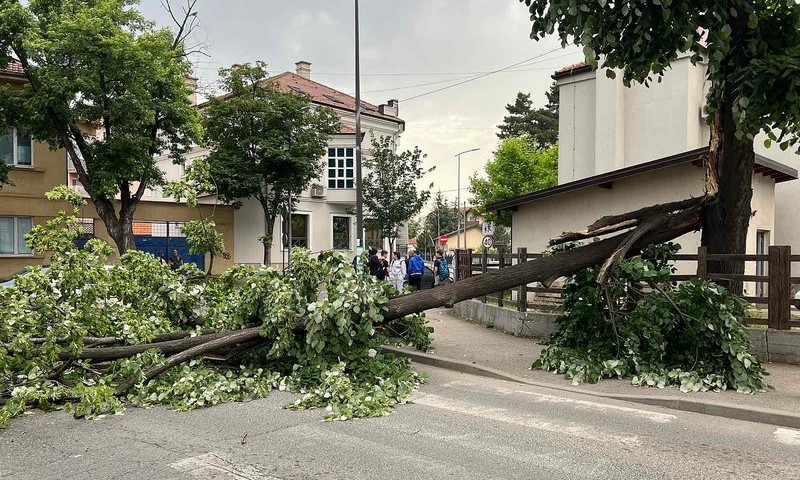 Vatrogasci reagovali: Srušilo se stablo na cestu