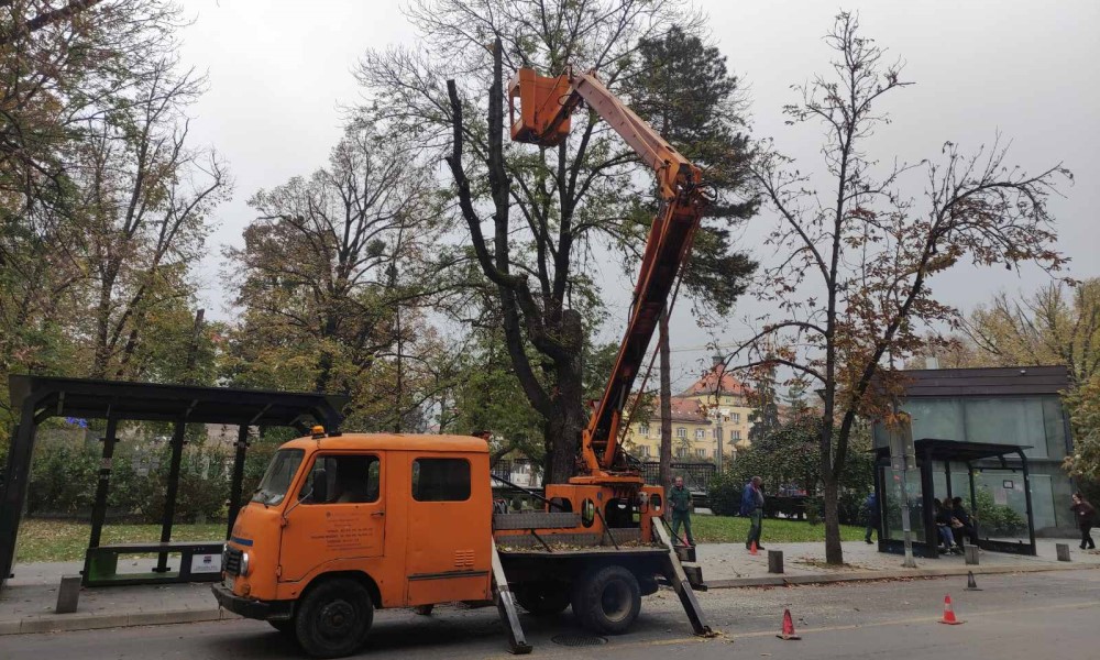 Nakon još jednog alarmantnog slučaja: U toku procjena zdravstvenog stanja stabala u Banjaluci
