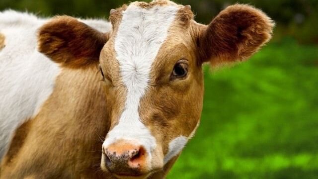 Zaklano petoro junadi! Domaćin Darko šokiran FOTO