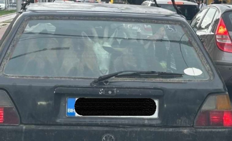 Neobičan prizor u BiH: Četiri koze snimljene u golfu