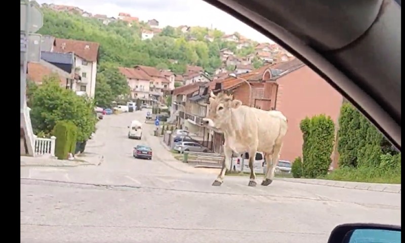 Nema kraja iznenađenjima na Laušu: Krava nasred puta VIDEO