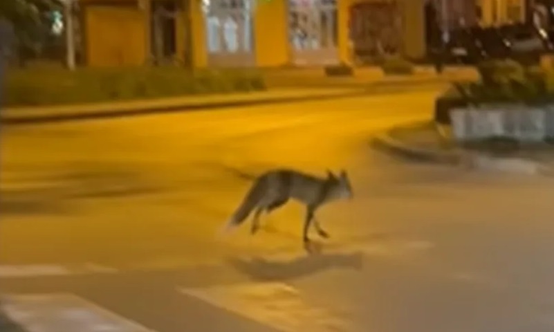 Neobičan gost u centru Banjaluke: Lisica u večernjoj šetnji gradom VIDEO