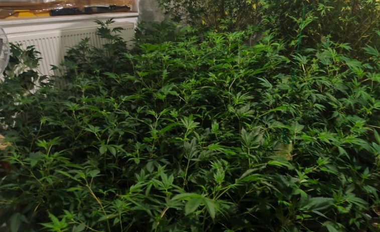 “Pali” u akciji “Crna udovica”: Pronađeno šest kg marihuane i 300 stabljika FOTO