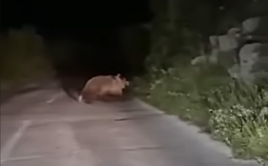 Iznenadio vozače u BiH: Medvjed “predvodio” kolonu automobila VIDEO