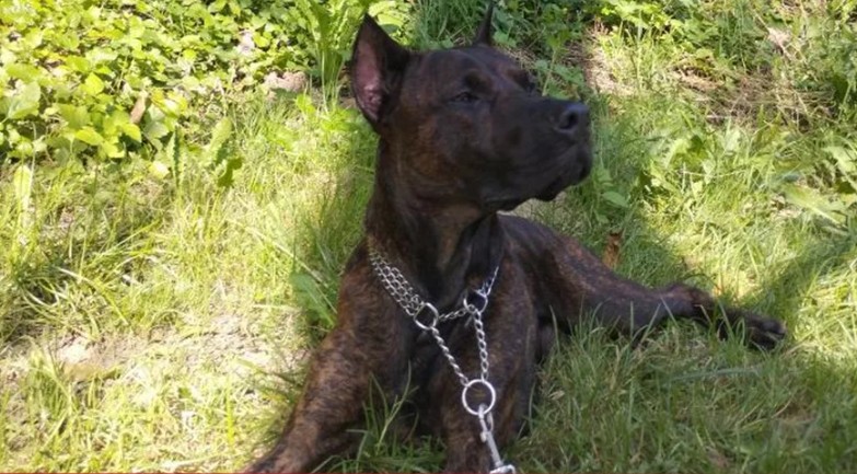 Nestao pas u Banjaluci: Vlasnici mole za pomoć FOTO