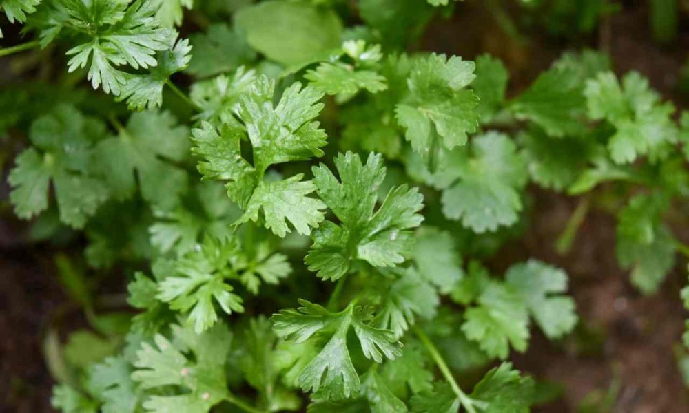 Zdravstvene koristi: Evo zbog čega bi peršun trebalo da bude dio svakodnevne ishrane