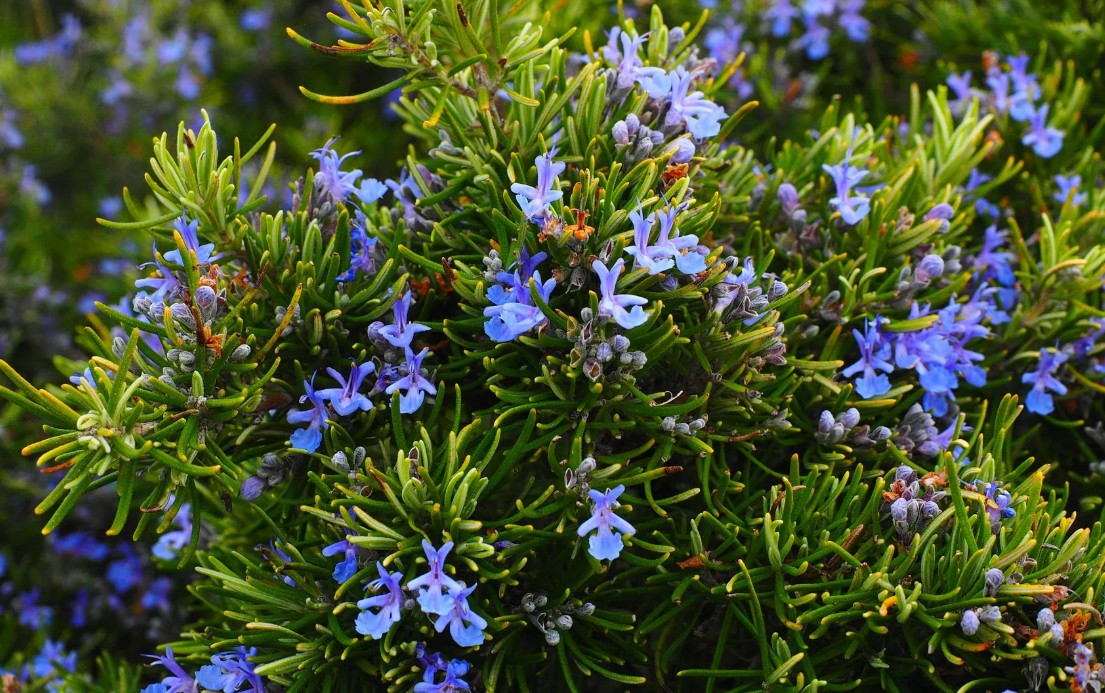Aromatična mediteranska biljka: Iskoristite sezonu ruzmarina