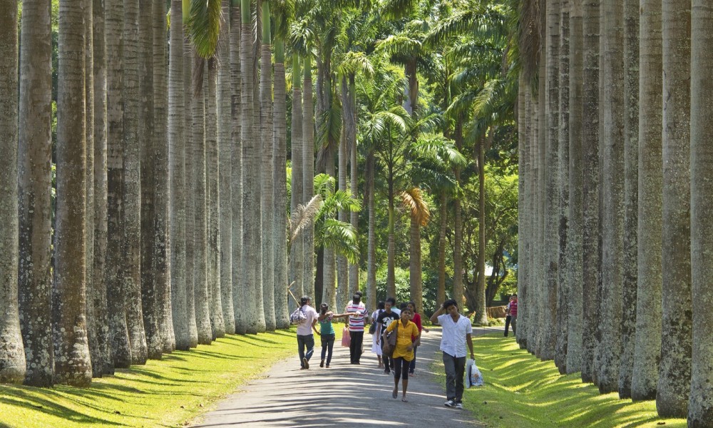 Najljepši botanički vrt: Pogledajte drvo koje je zasadio Tito na Šri Lanki FOTO
