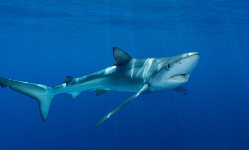 Fascinantan uvid u njenu vilicu i grlo: Ovako izgleda kada vas ajkula proguta VIDEO