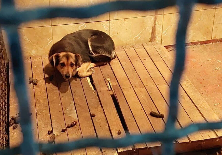 Tvrde da ih iz Grada mjesecima lažu: Volonteri ogorčeni zbog stanja u azilu na Manjači