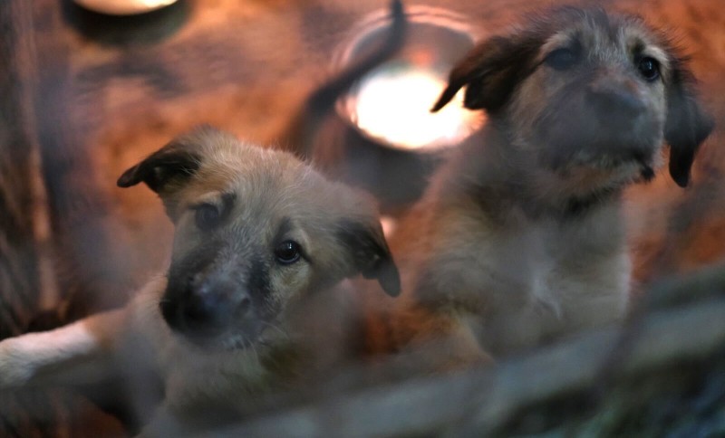 Građani upozoravaju na ozbiljne propuste: Alarmantno stanje pasa u azilu nadomak Banjaluke