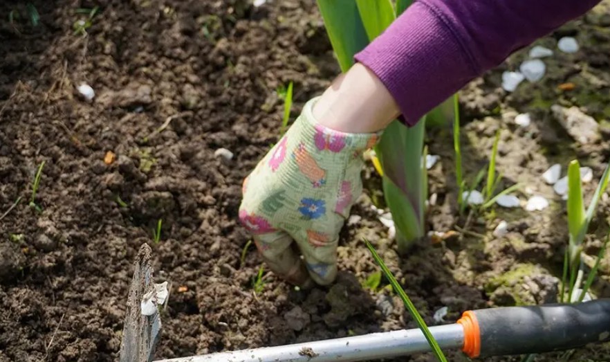Nema više čupanja korova: Pospite jednu jeftinu namirnicu iz kuhinje i biće zauvijek uništen