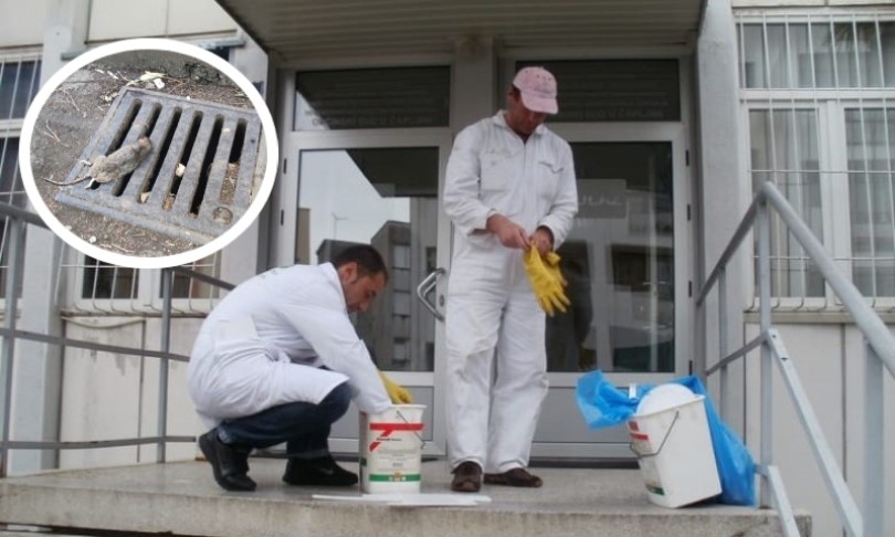 Mrtav pacov u centru grada, stanari reaguju tek kad se namnože: Evo kako Banjaluka stoji s deratizacijom FOTO