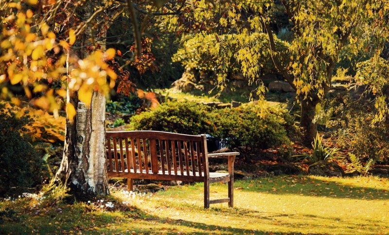 Ispod ovog drveta nikada nemojte odmarati: Evo i zašto