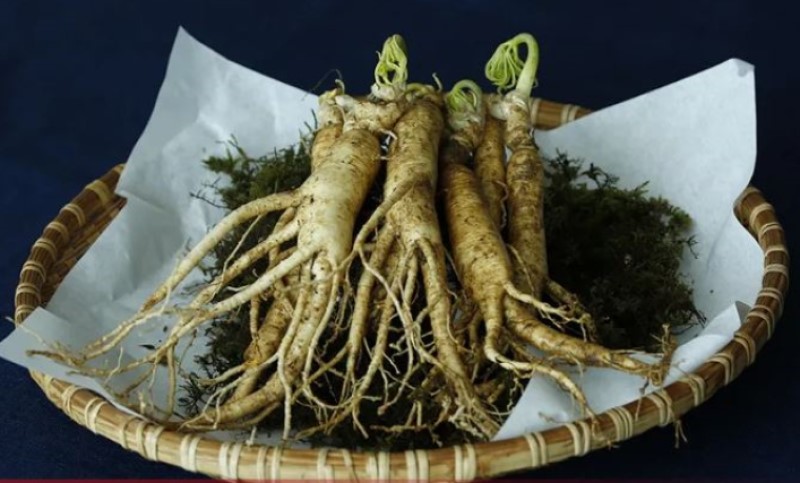 Poznata i kao “korijen života”: Ova biljka košta kao suvo zlato, a kod nas je niko ne gaji