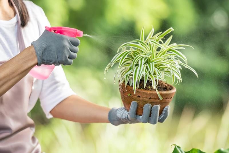 Ne volite insekte? Ove biljke će ih otjerati iz vašeg doma