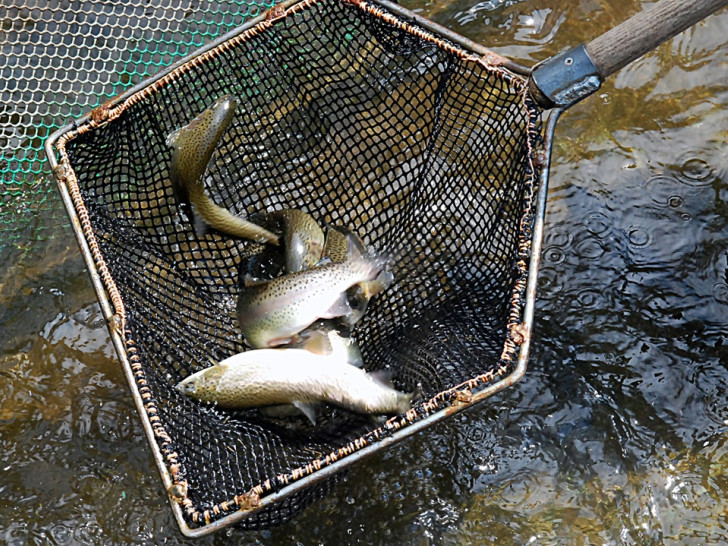 Potražnja za ribom višestruko veća: Carine sputavaju uzgajivače