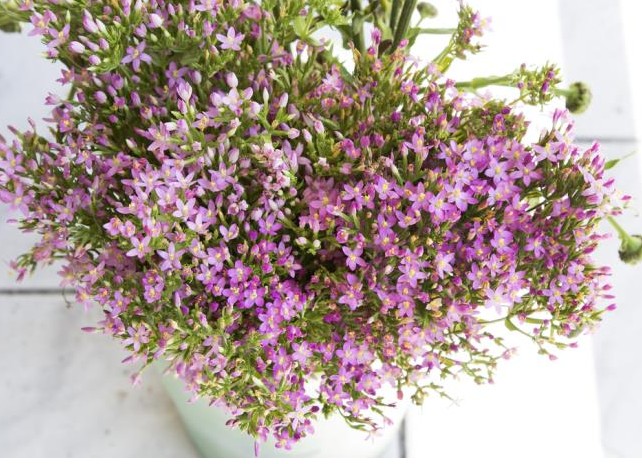 Čaj od ove biljke renovira digestivni sistem: Podstiče varenje, čuva žuč i jetru